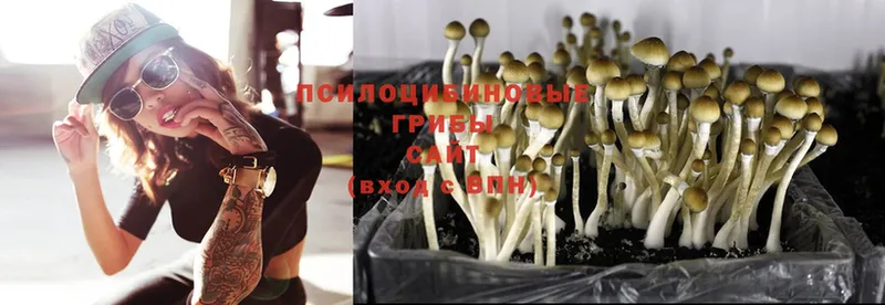 кракен рабочий сайт  Новокузнецк  Галлюциногенные грибы MAGIC MUSHROOMS 